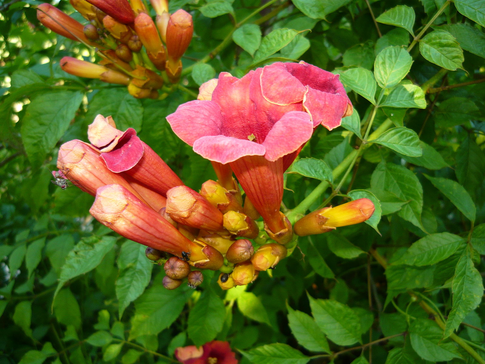 Campsis x tagliabuana (â€˜Mme Galenâ€™)